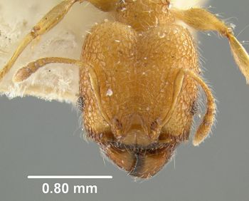 Media type: image;   Entomology 20743 Aspect: head frontal view